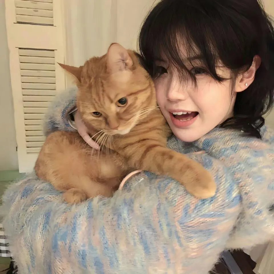 虹猫蓝兔火凤凰